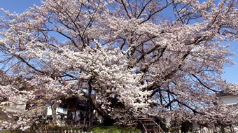 【春】素桜神社と神代桜